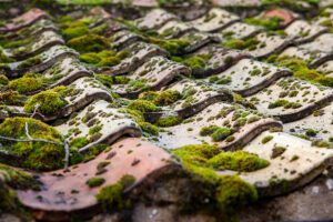 Roof Moss Removal Services